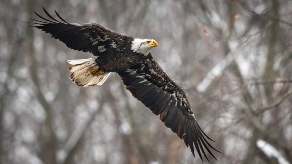 Amazing Places In Kansas To Spot Bald Eagles This Winter