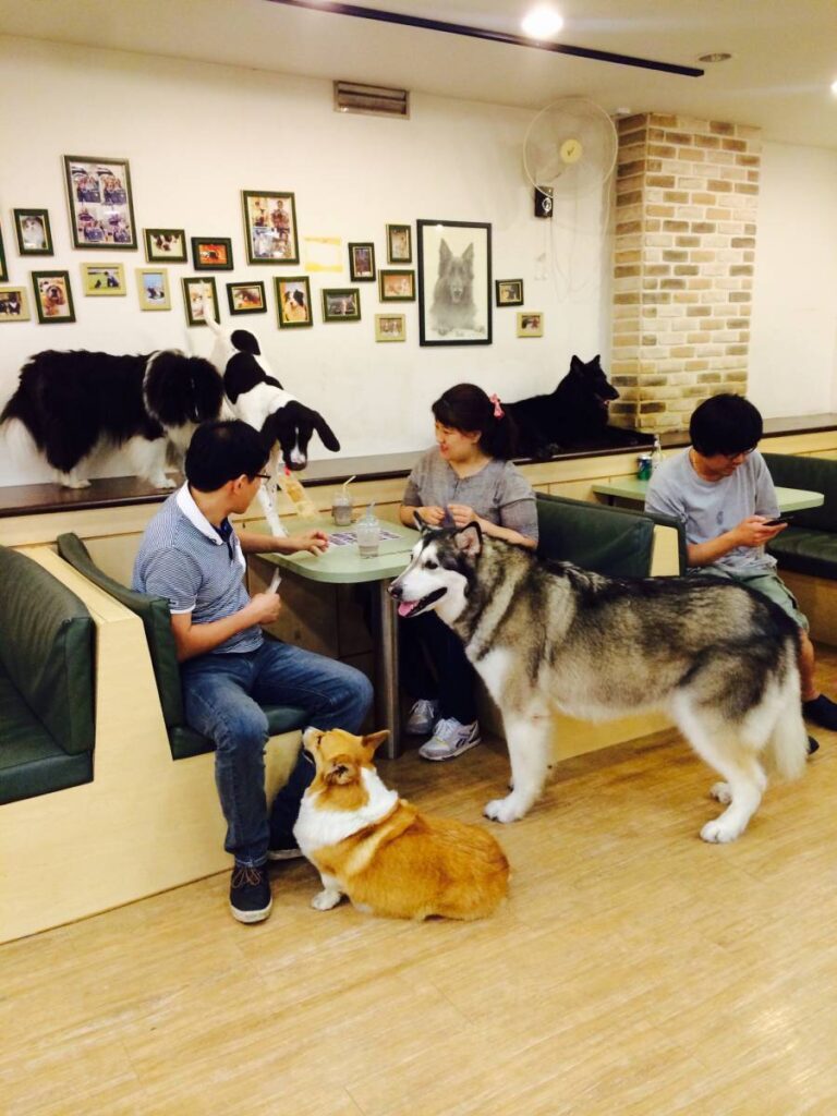 Best Animal Cafés in Seoul Korea