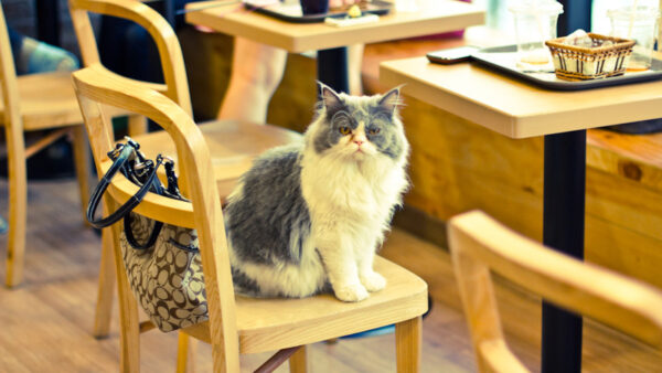 Best Animal Cafés in Seoul Korea