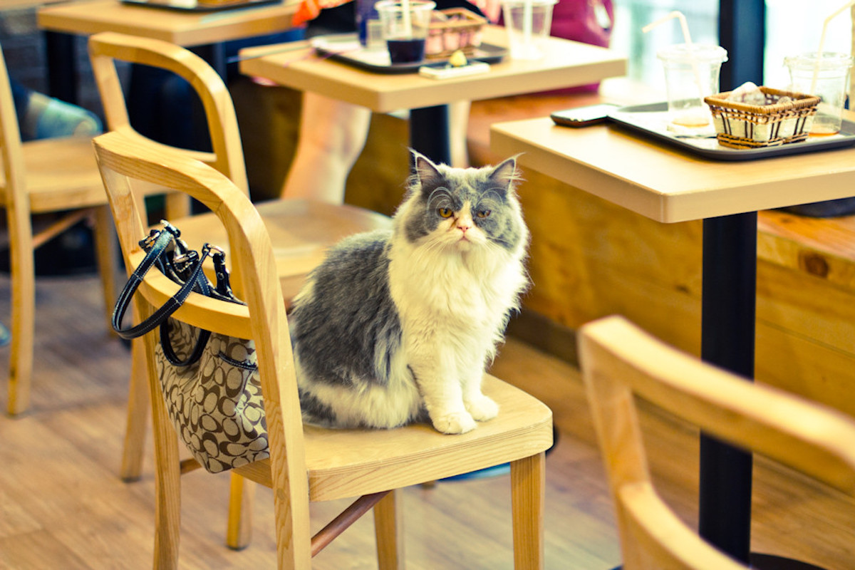 Best Animal Cafés in Seoul Korea