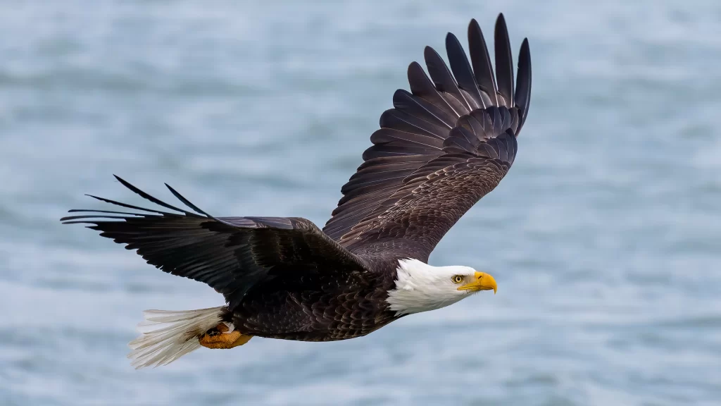 Kansas To Spot Bald Eagles This Winter