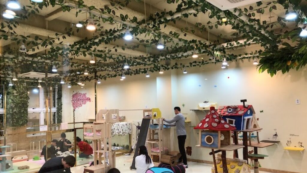 Best Animal Cafés in Seoul Korea