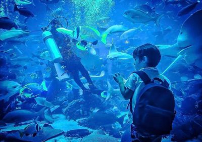 The Lost Chambers Aquarium
