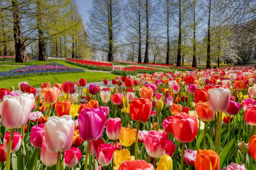 Best things to do in Amsterdam in Spring